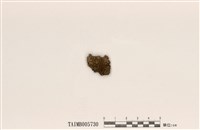 藏品(凸緣孔梅衣)的圖片